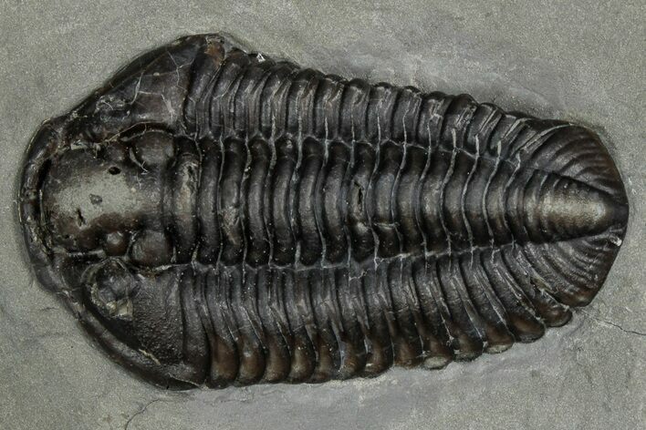 Calymene Niagarensis Trilobite Fossil - New York #357084